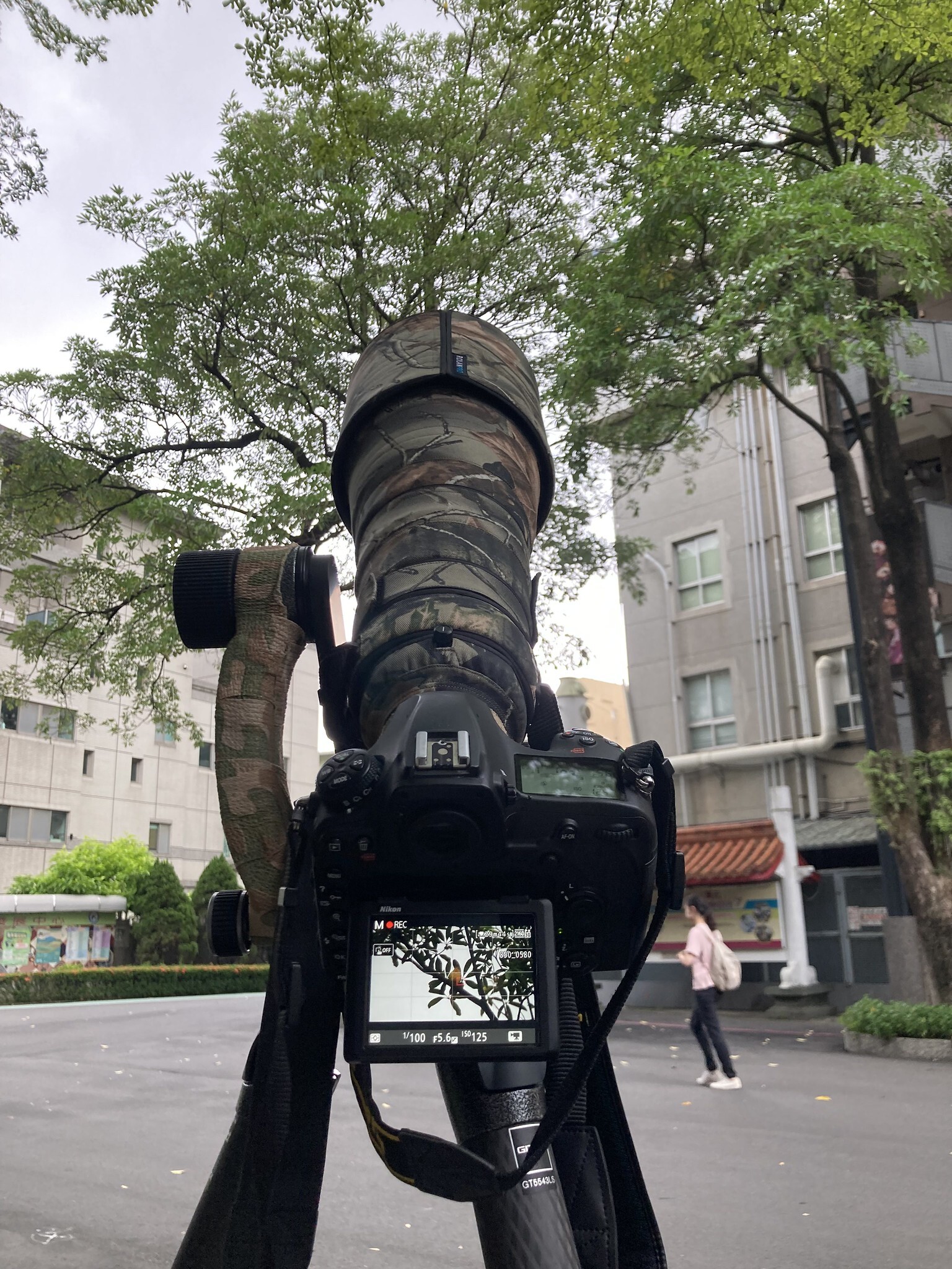 校園內發現黃鸝鳥蹤跡