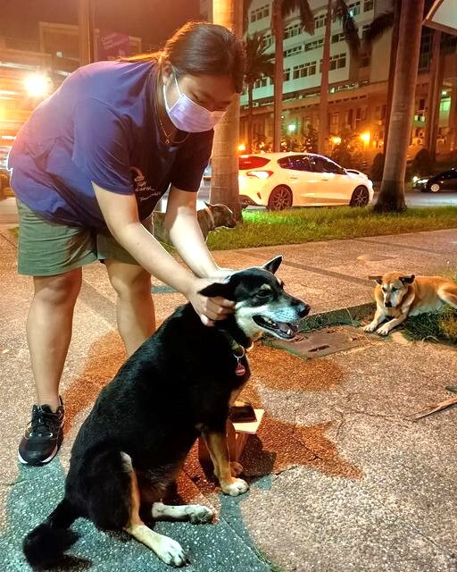 校園守護犬