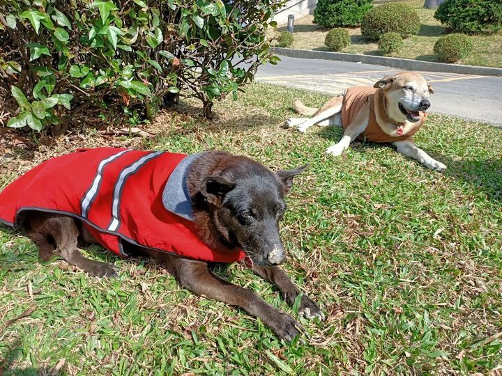 校園守護犬